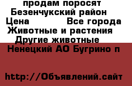 продам поросят .Безенчукский район  › Цена ­ 2 500 - Все города Животные и растения » Другие животные   . Ненецкий АО,Бугрино п.